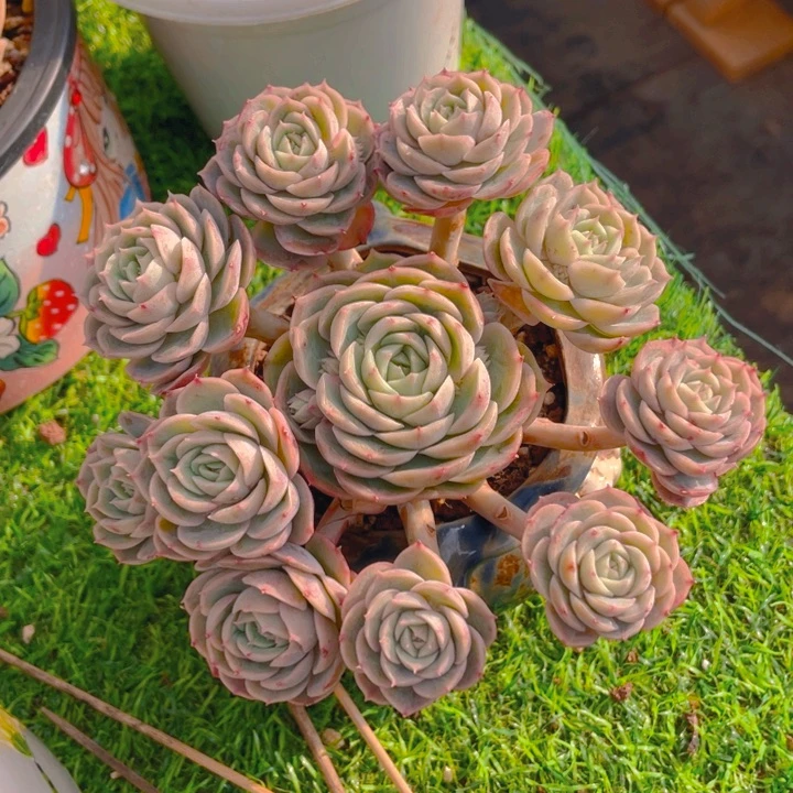 谢谢你的支持000000028