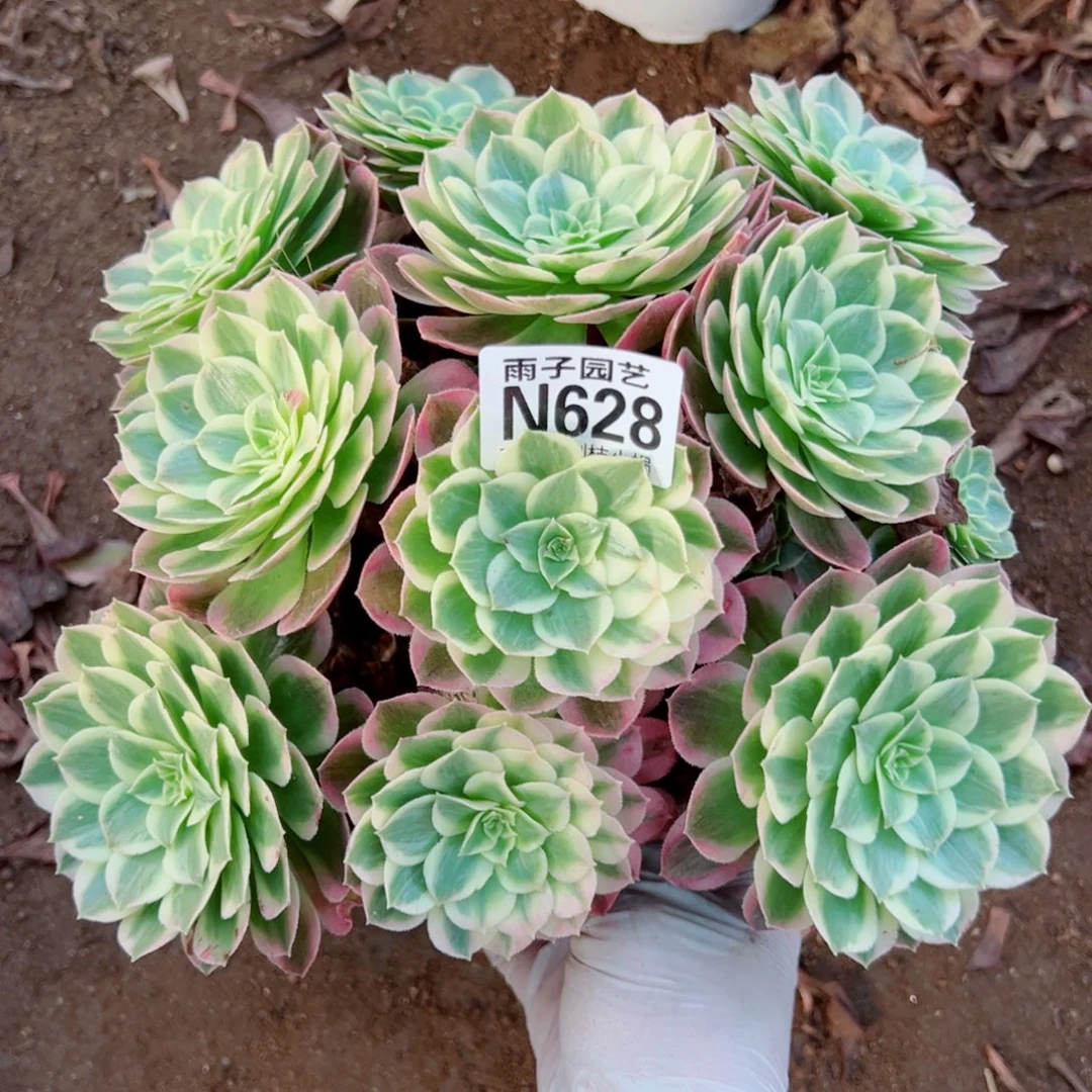 628海王尺寸20左右