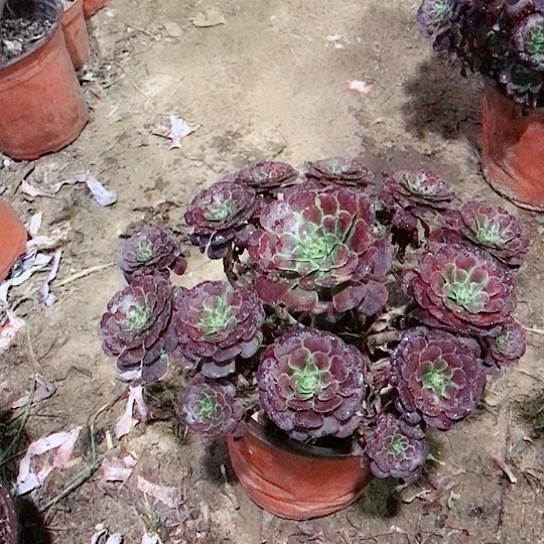 枫***）萝莉法师多肉植物28