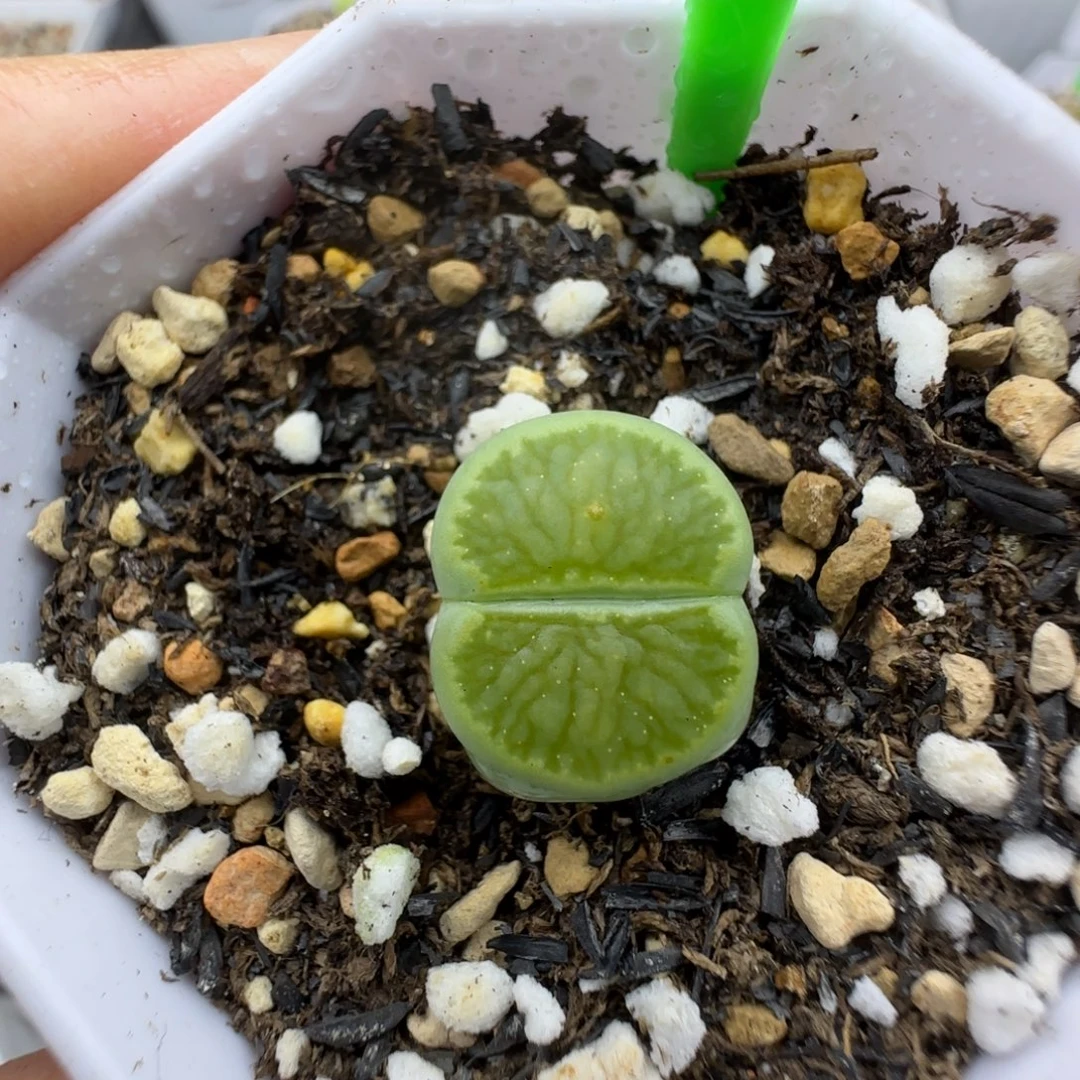 547绿菊福利大棚直播