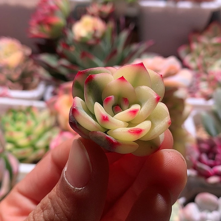 三文鱼半拉丝半腹轮锦