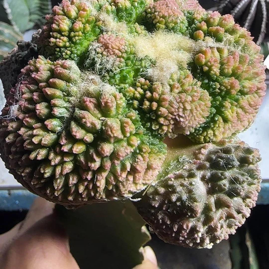 大尤哥斯拉锦533仙人球