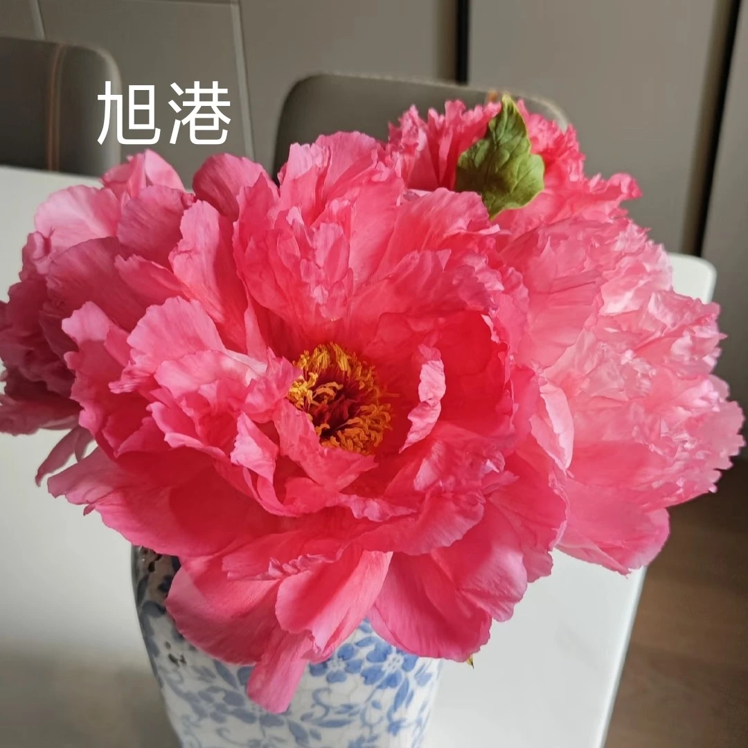 ［旭港］牡丹苗  盆栽地栽  菏泽基地直发