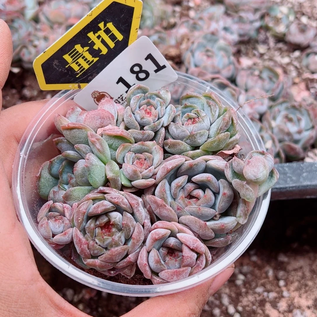 多肉植物多肉植物