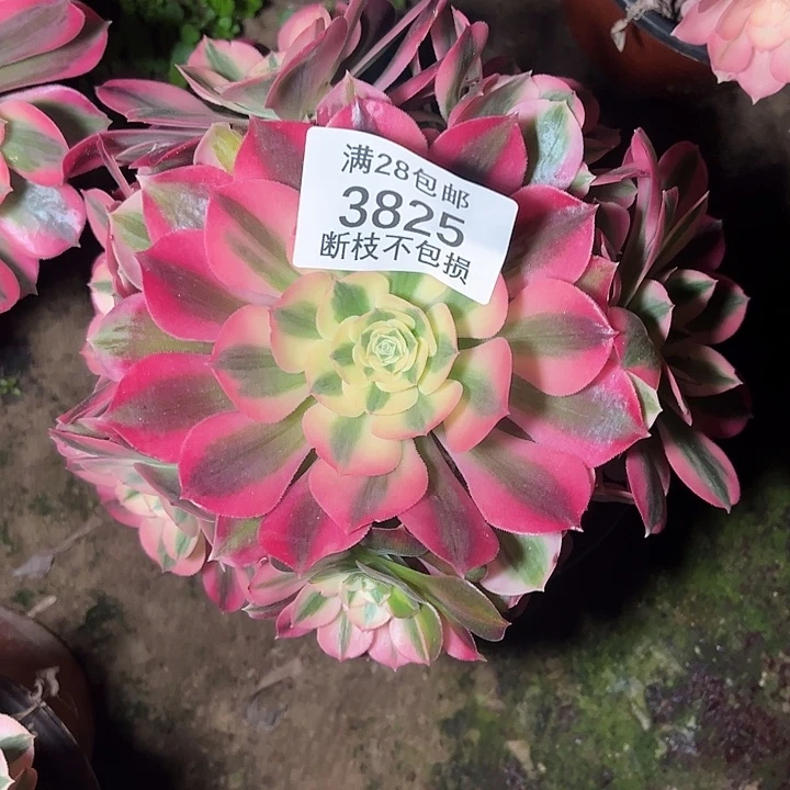 3825红女巫多肉植物