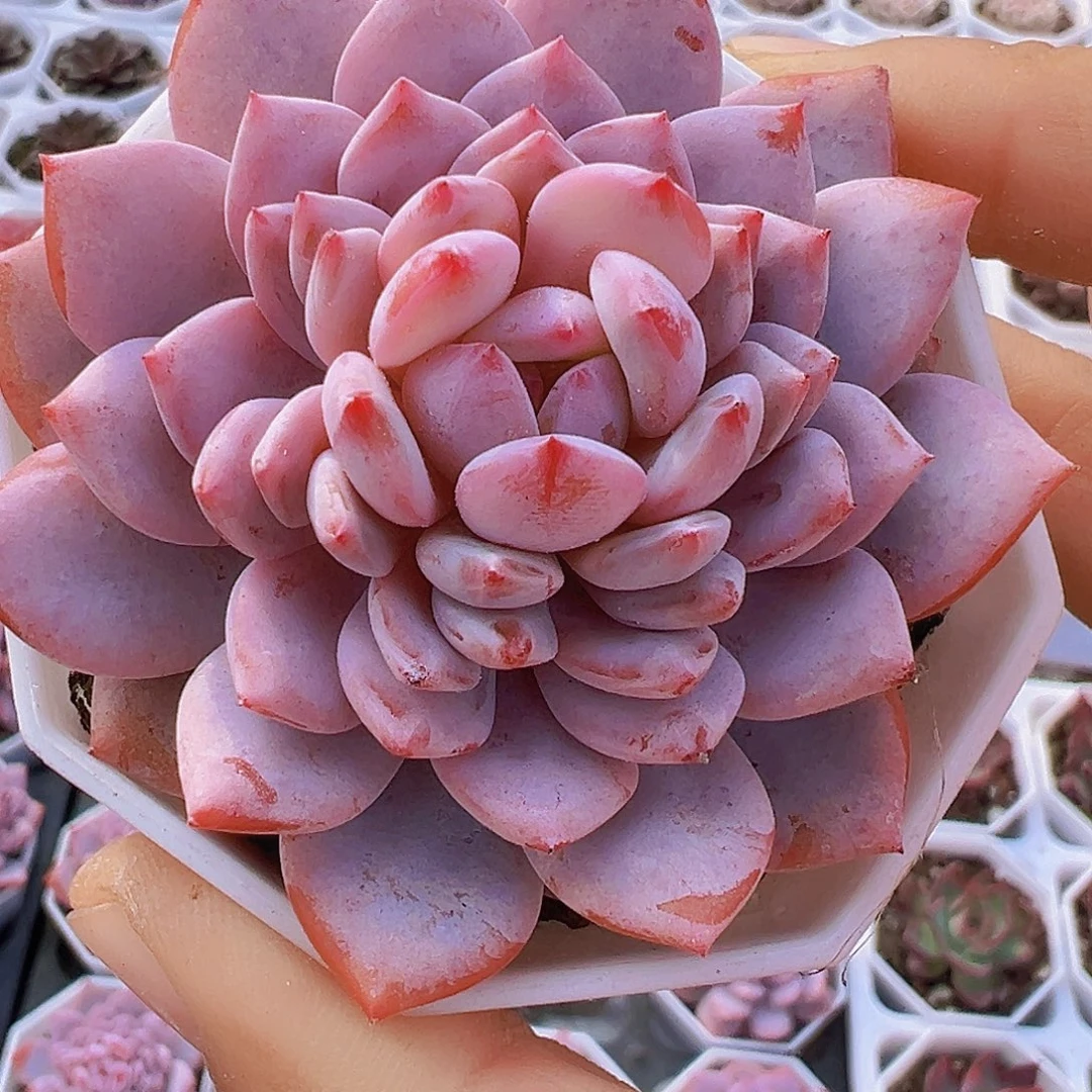 单头大玉芙蓉19包邮