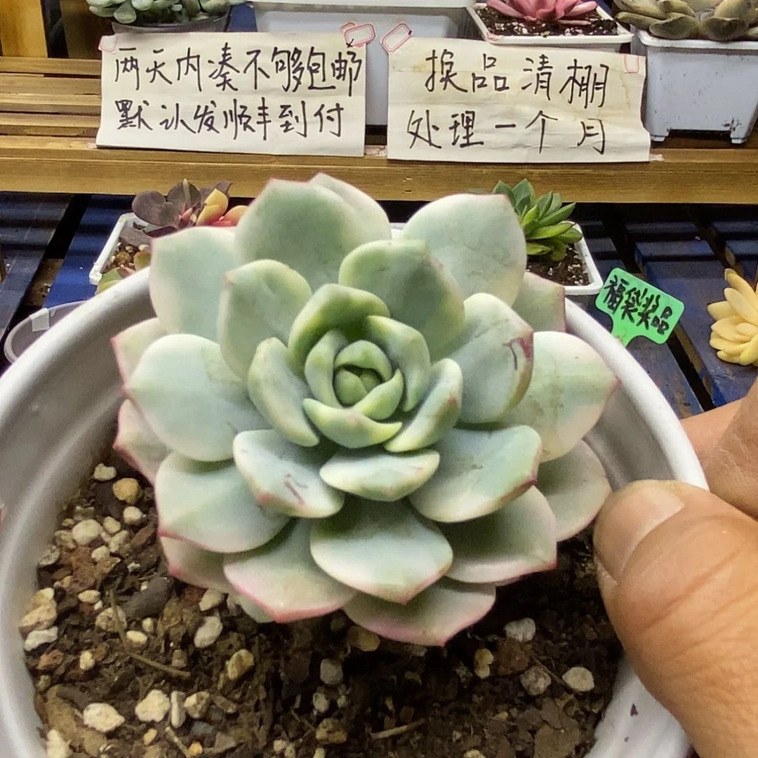 29201 香草锦多肉