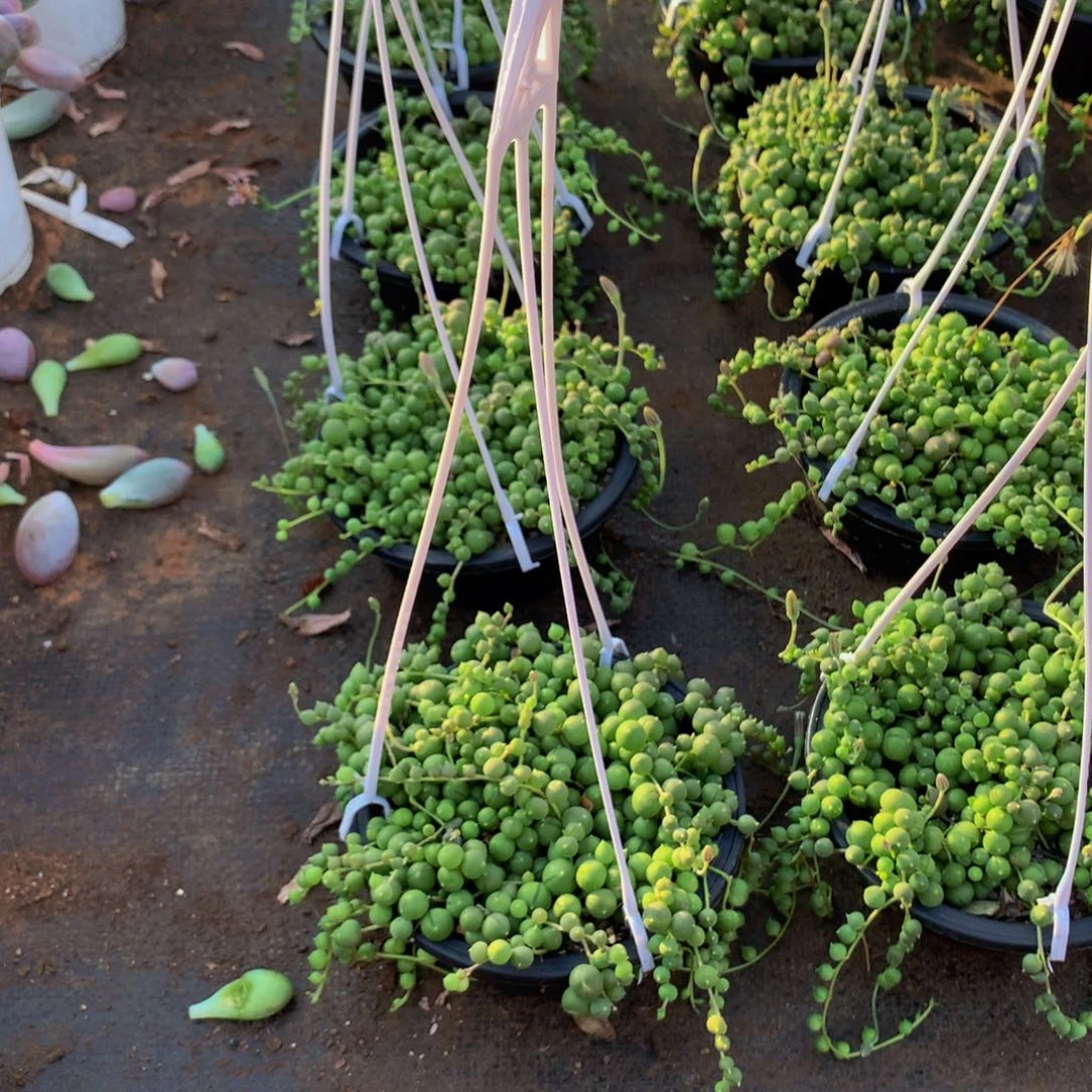 佛珠7.9带盆土发货带挂钩