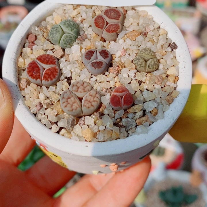 生石花花花花花花花774