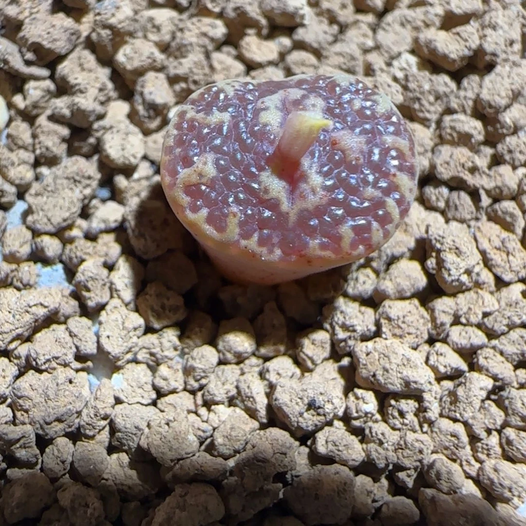肉锥多肉植物组合-超级泡泡勋1239