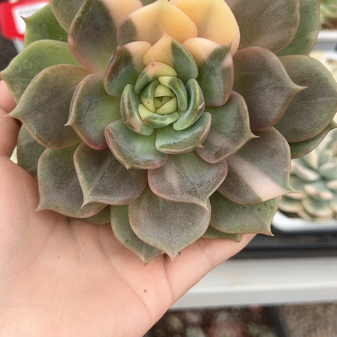 46号贝加尔湖锦多肉植物