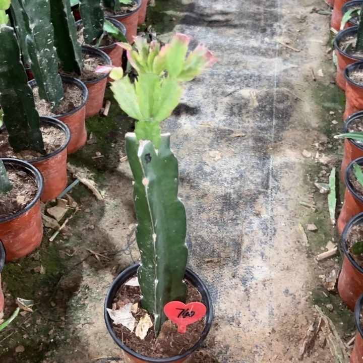 一***夜当前无花栽培后可以开花083  740