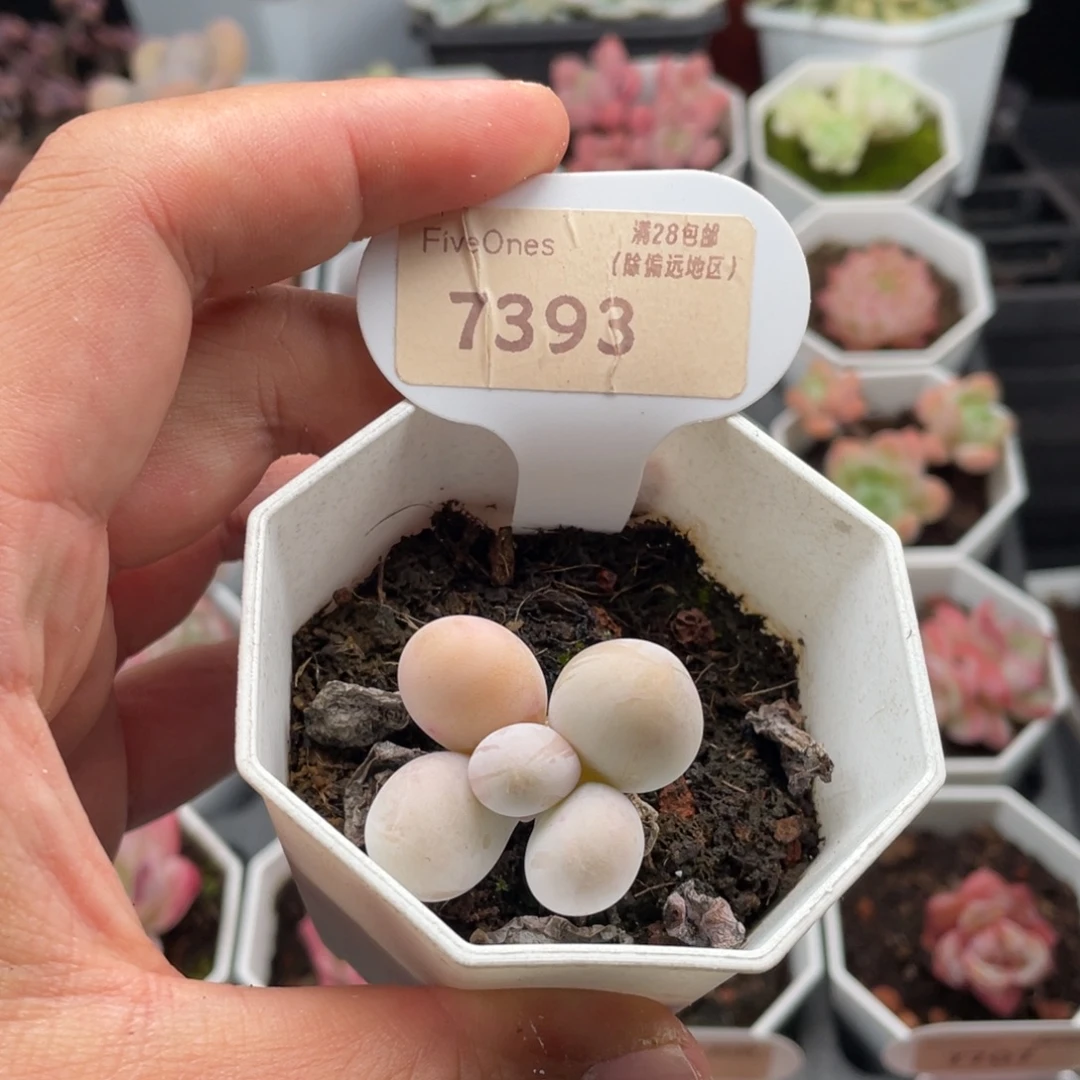 橙雪球奶酪7393-3厘米