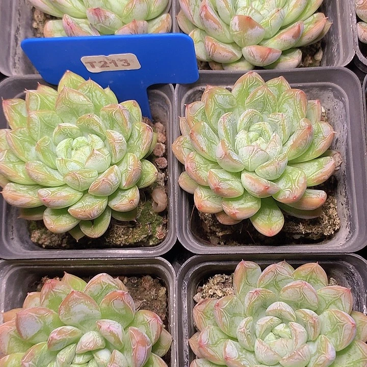 t213艾莎公主单头