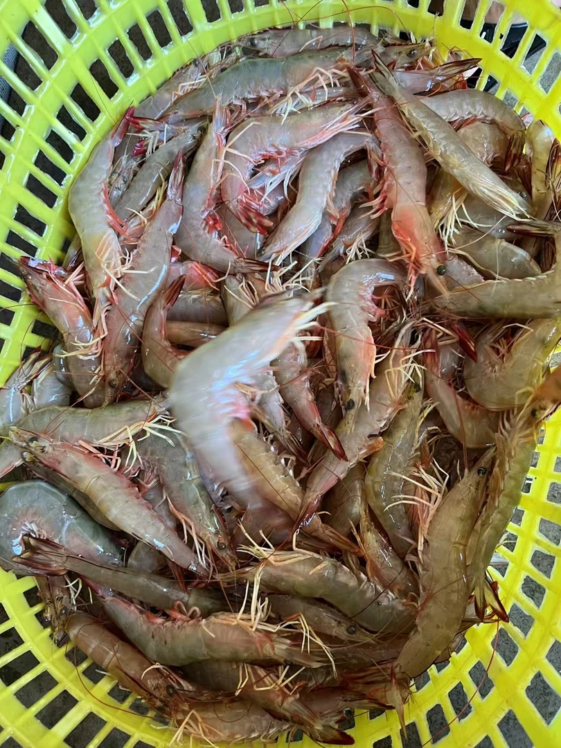 湛江天然大明虾 12-13条／斤 野生海虾 海捕个别松头 顺丰发货