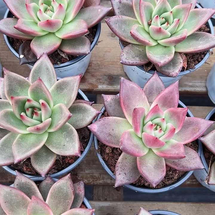 红颜密语   福利多多