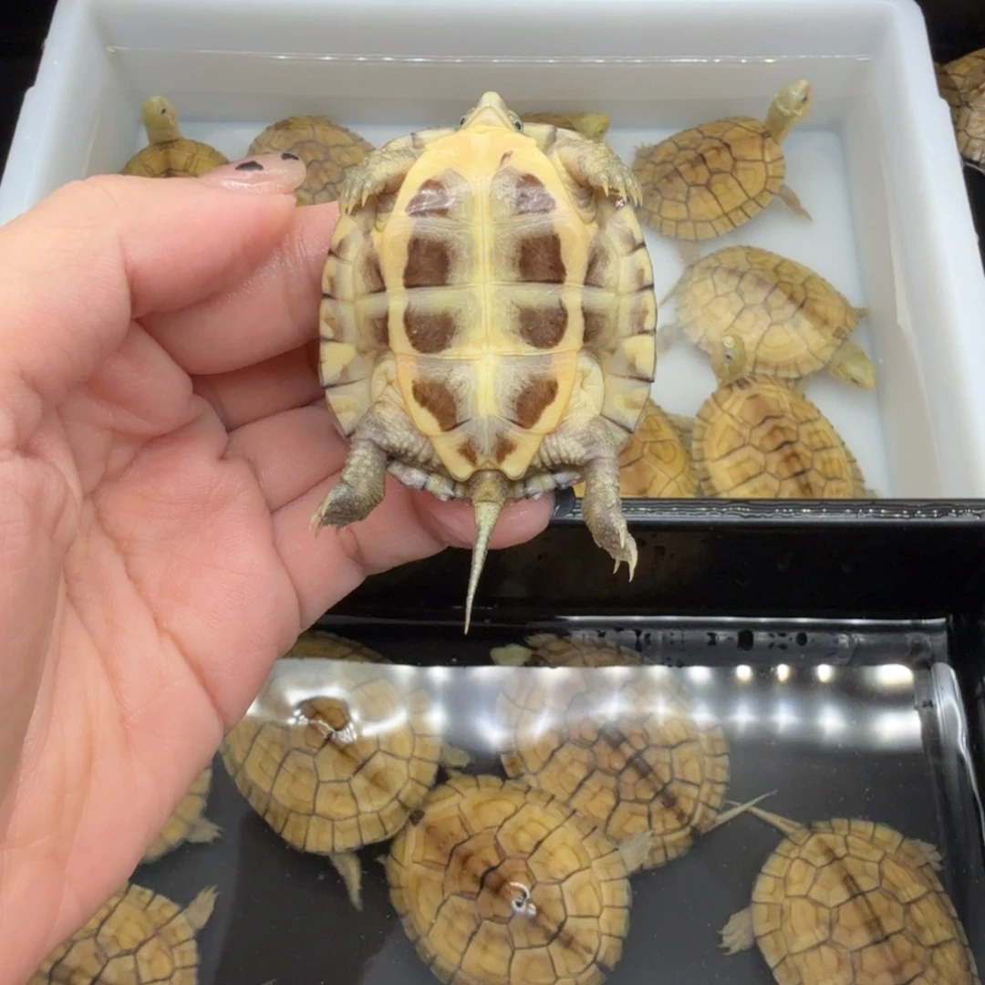 叶***子中华草龟母乌龟五乌龟乌龟