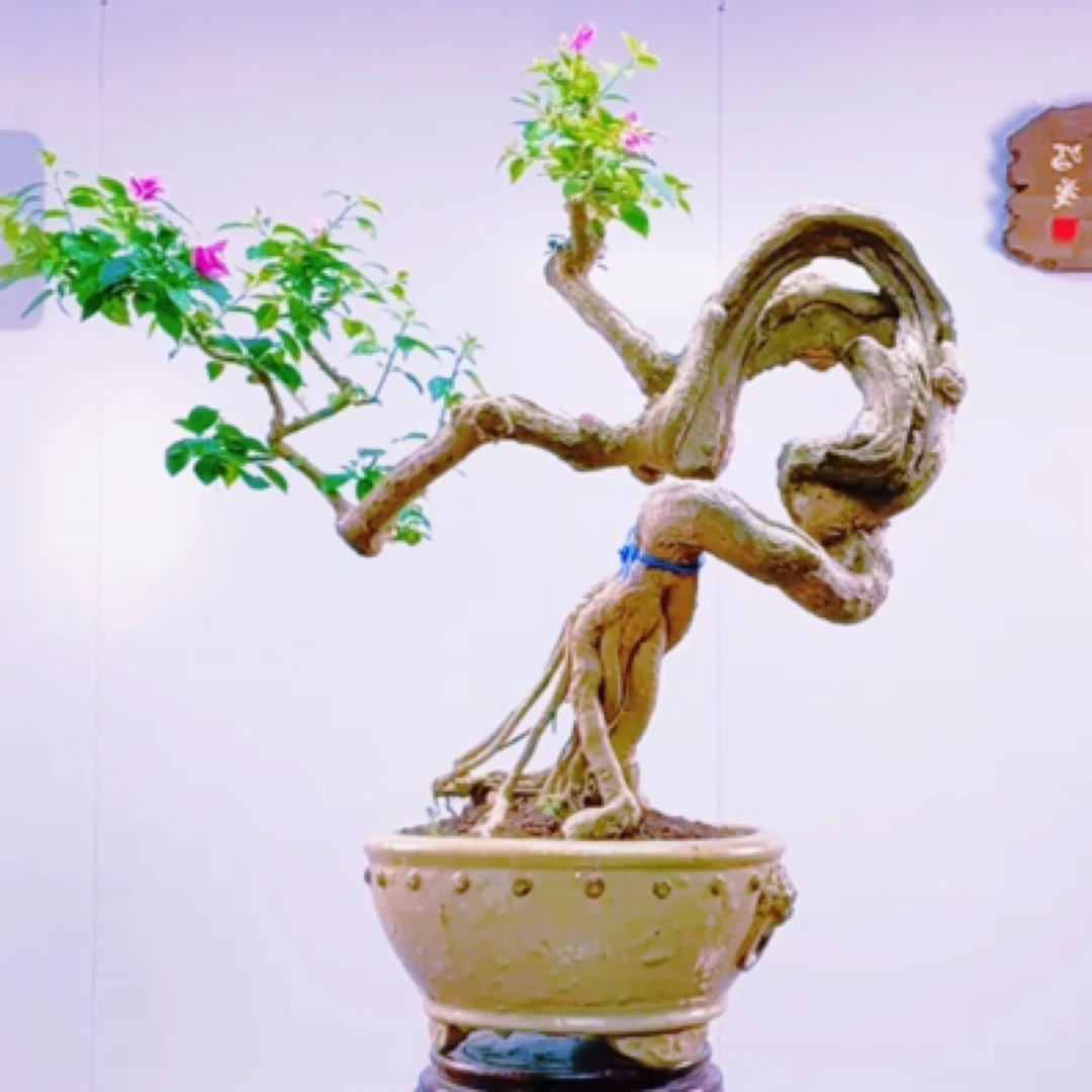 岭南艺术品藏级老桩三角梅盆景题名《凤求凰》