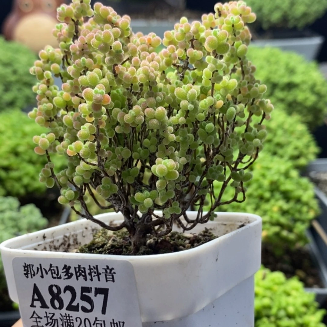 O***蜜橘糖球8257枝干番杏