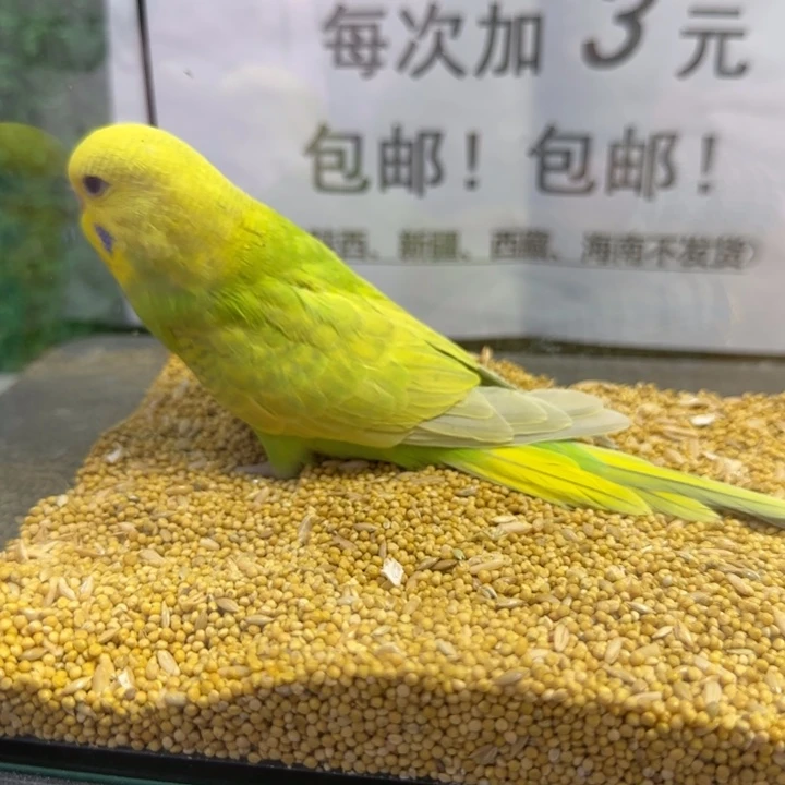 虎皮鹦鹉大头虎皮鹦鹉