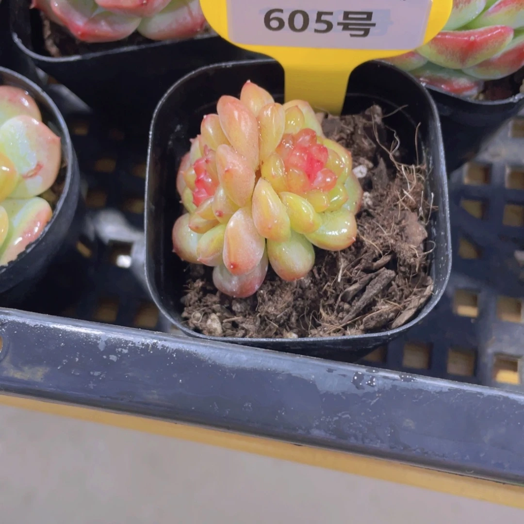 605号 丸叶小精品糖心