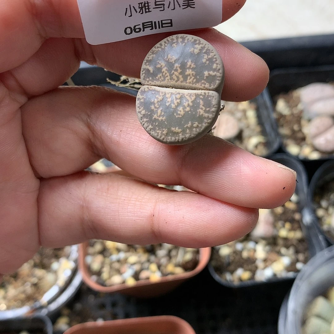 F***WH226多肉植物保护研究所