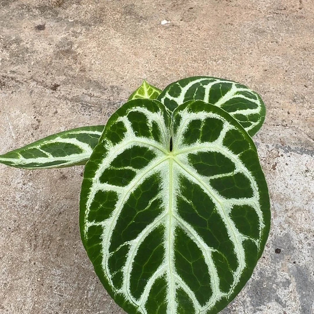 不开花植物一物一拍P112