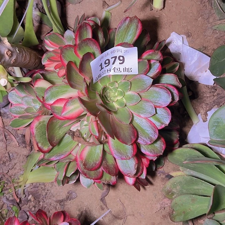 K*T1979黑魔锦多肉植物无根