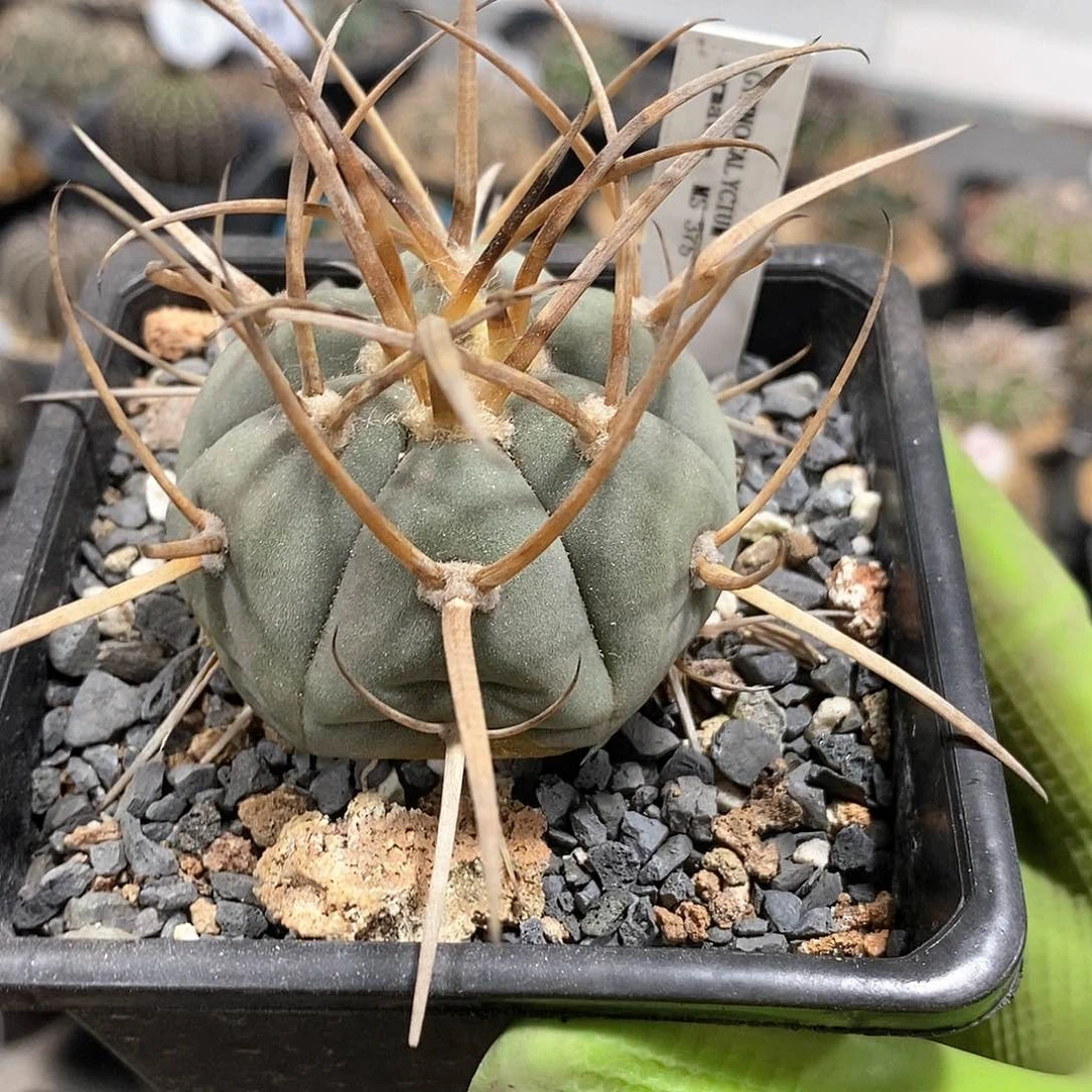 张**儿实生欧系豪刺天平仙人球