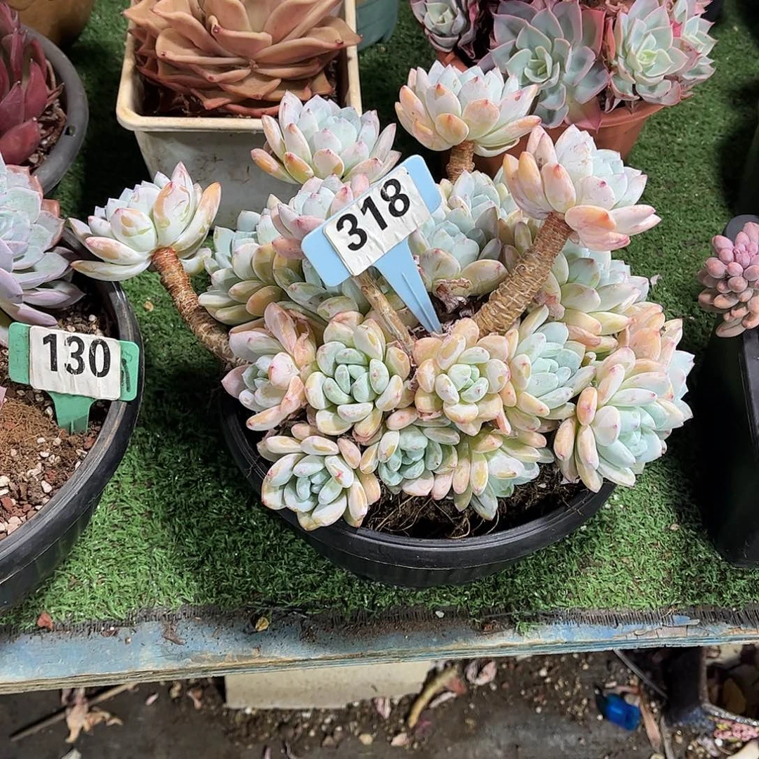 k***y冷香多肉植物保护318