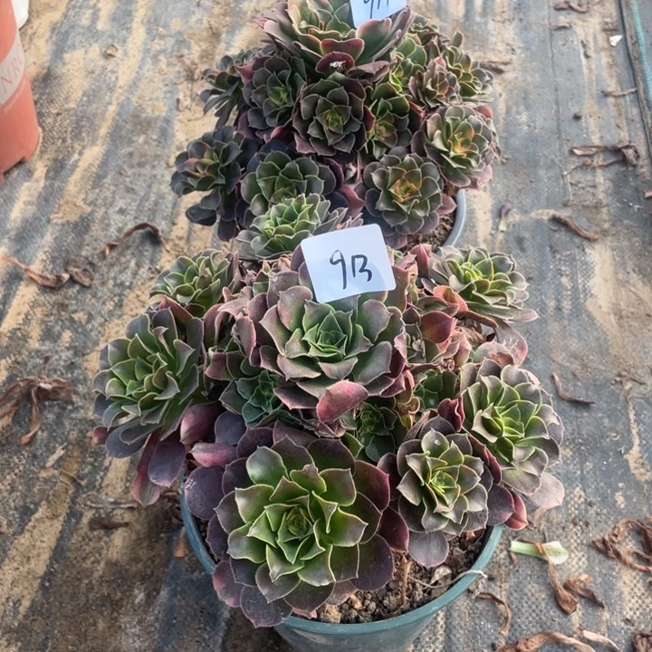 霸***字法师植物香妃法师913.914