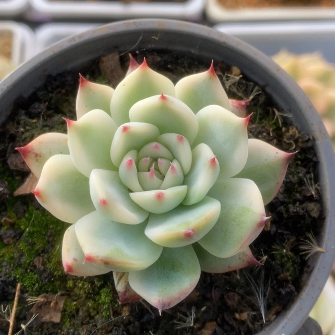 059锦锦锦锦锦锦锦锦锦