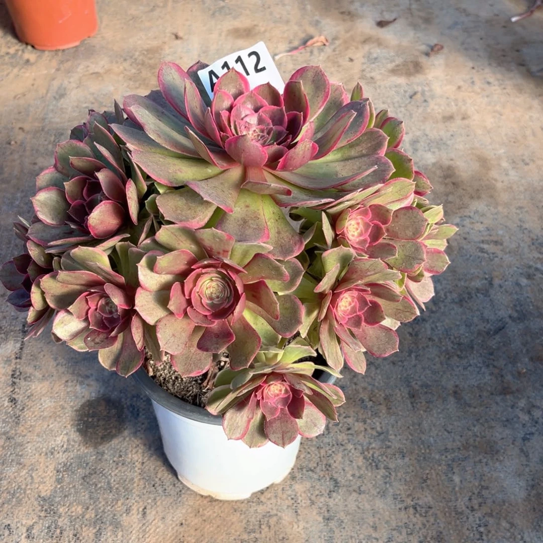 多肉植物粉花妖112多肉