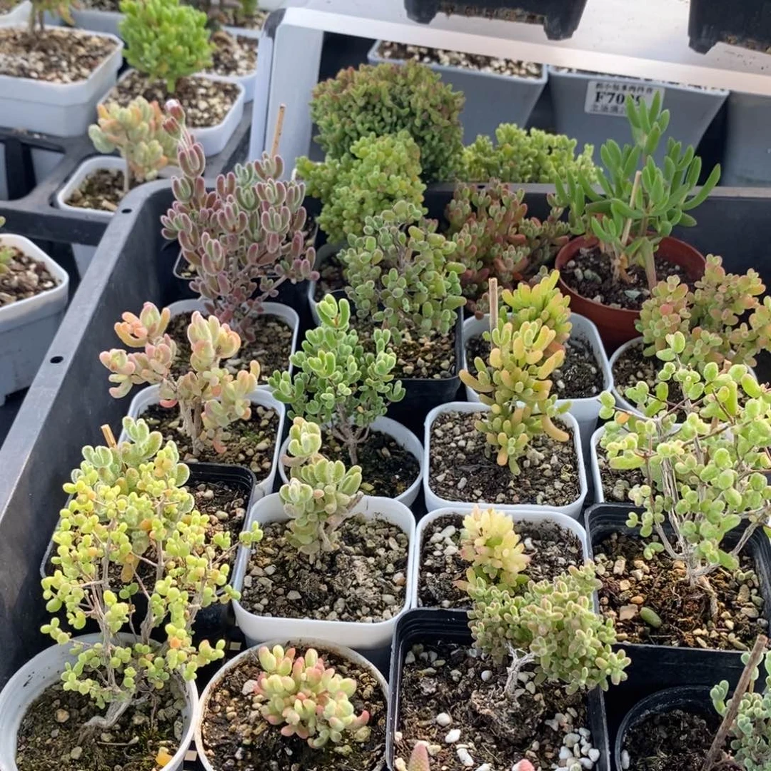 心****组合7043枝干番杏