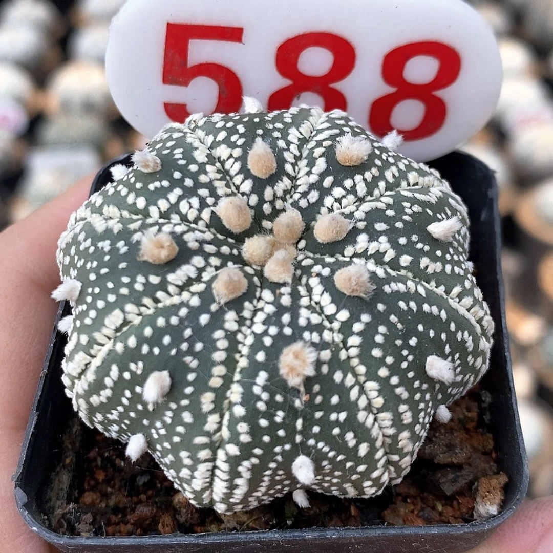 588超兜海星系列福利