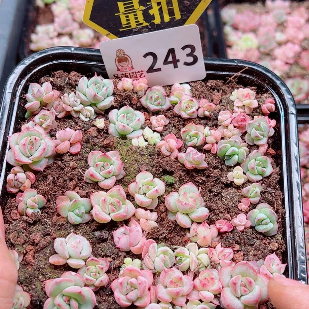 多肉植物多肉植物