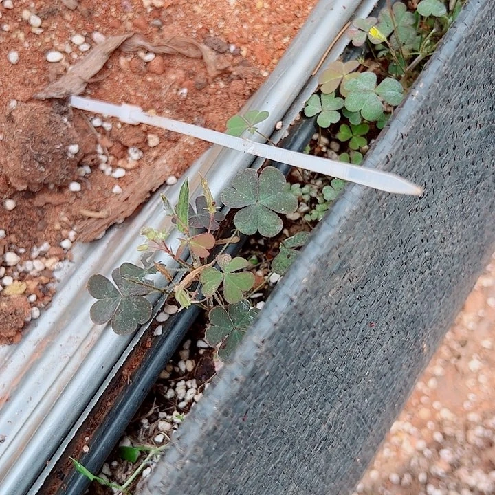 寄养链接多肉植物大战