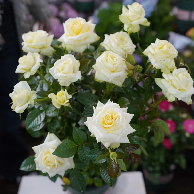 苹果绿 淡绿色大花月季花盆栽室内外新手易养护爆花切花玫瑰