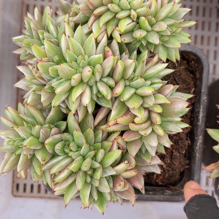 天使玛丽亚锦缀化（包邮区拍满18包邮，偏远地区1号链接拍十块钱运