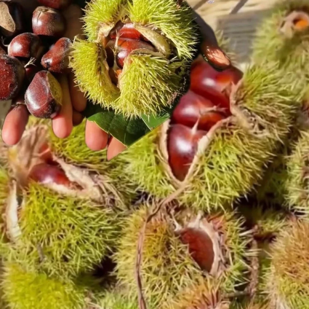 正宗迁西板栗（50–60颗/斤），百年老树上生长，老祖宗留下来的品种