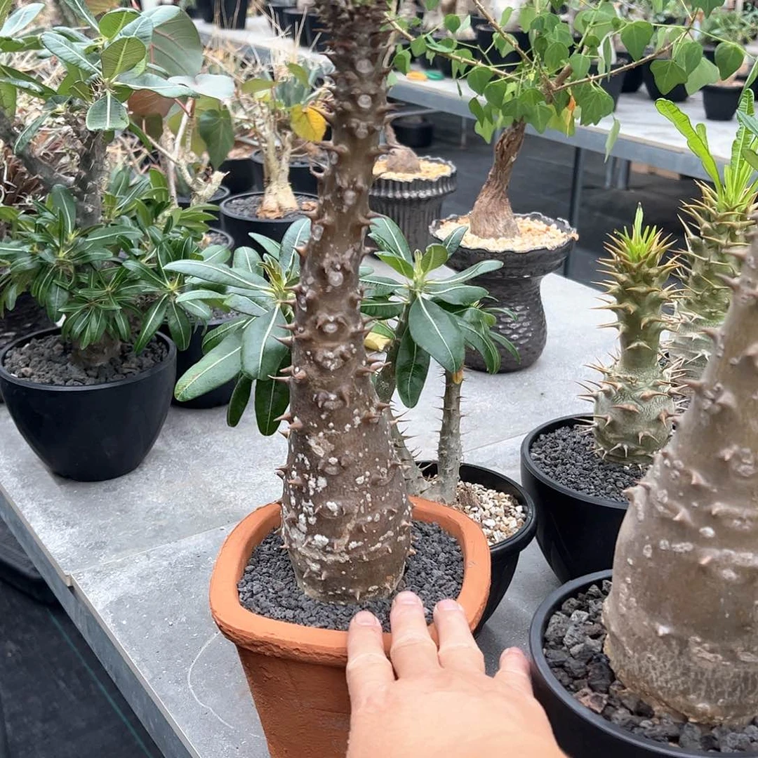 小*子特价巴氏8888888888