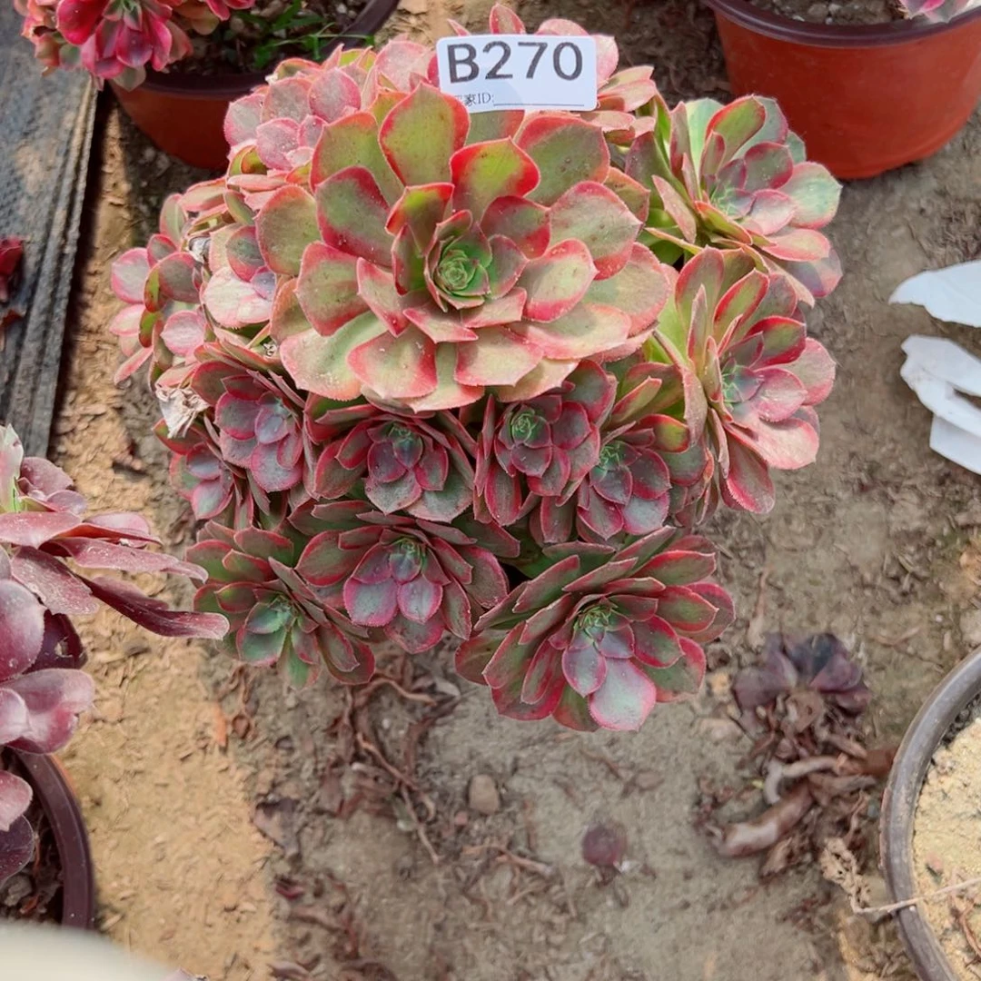 270火狐多肉植物法师