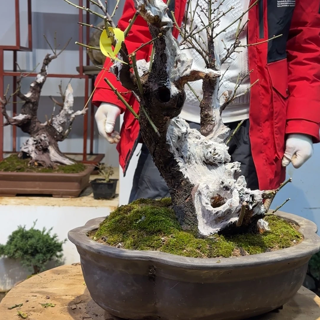 无花朵111111111111111