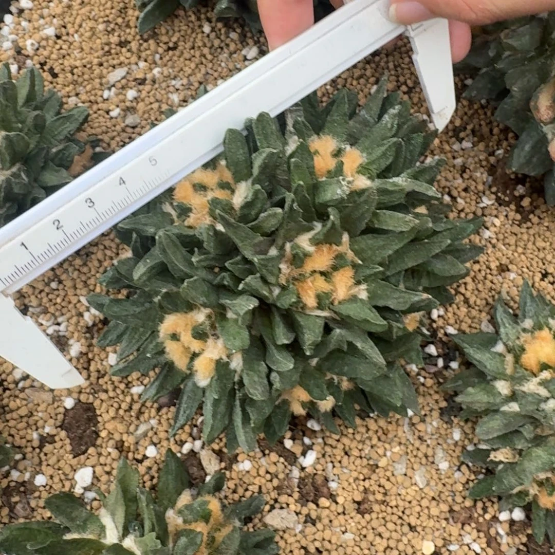 龙角牡丹群 13公分 无根