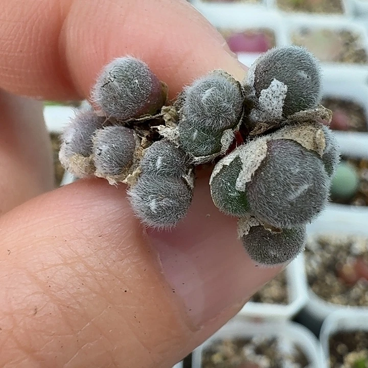 老马生石花毛球513