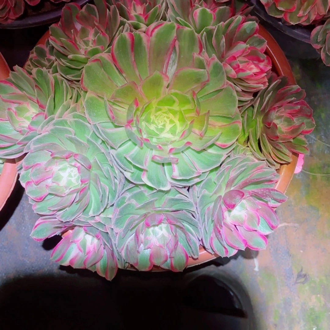 幸***福云南多肉植物孔雀翎