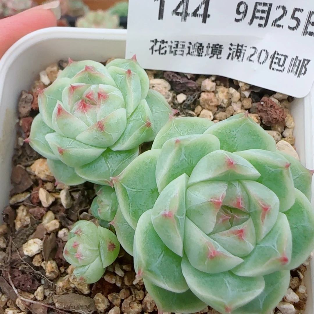 花语逸镜0925-144散