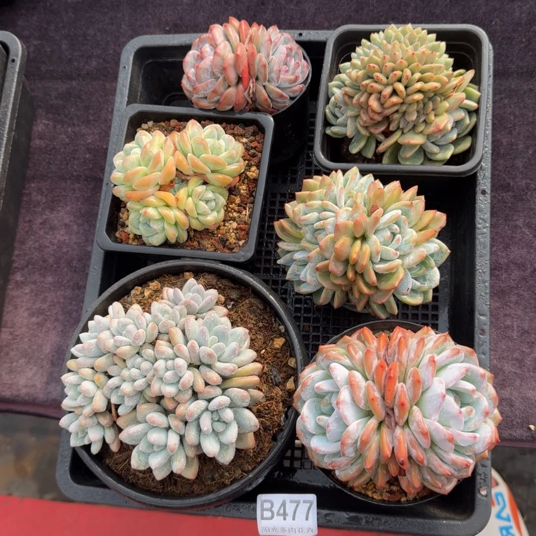 6颗一起一物一拍的