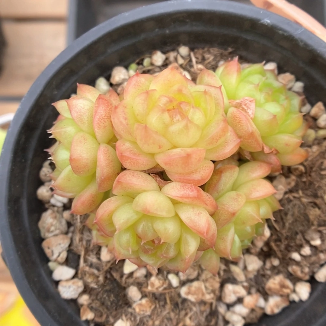 灯泡珍妮无砍499号