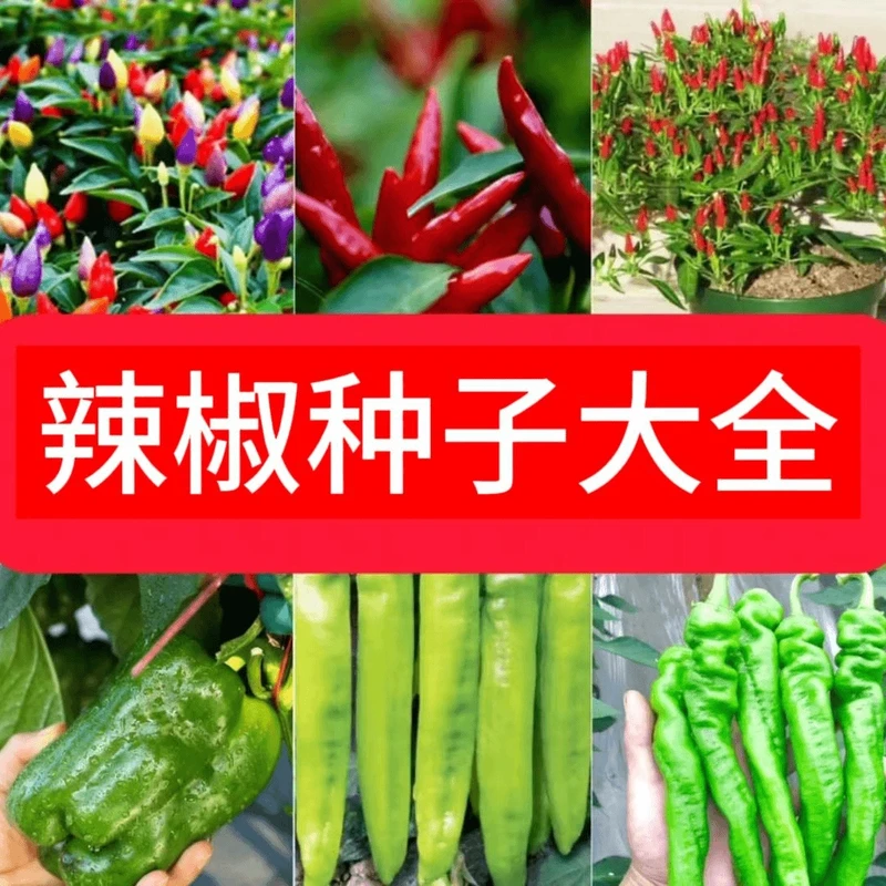 全店满5元包邮】辣椒种子大全港椒麻辣椒五彩椒美人椒螺丝椒二金条